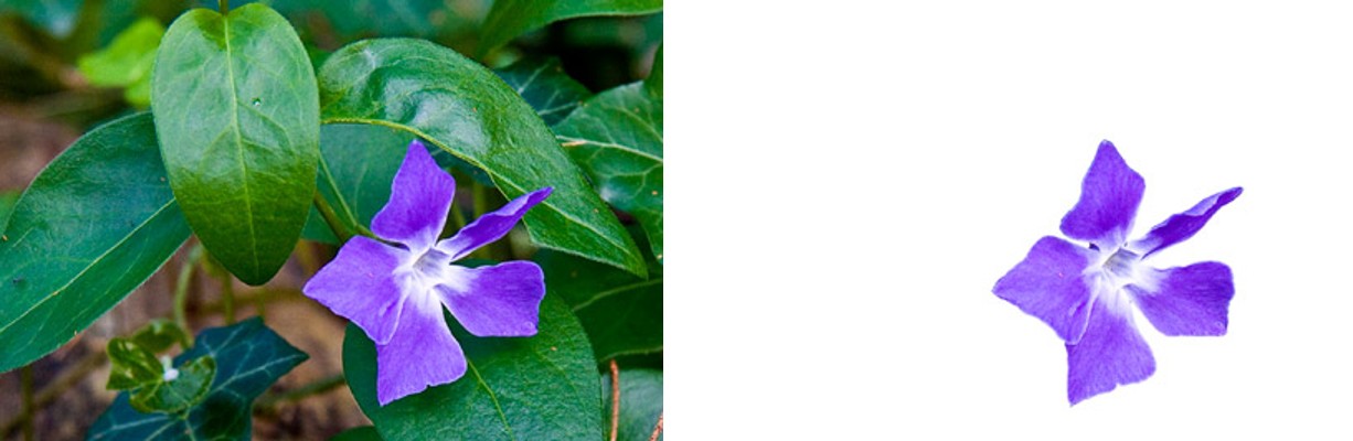 ตัวอย่างรูปดอกไม้ก่อนและหลังใช้ Remove Background ใน PowerPoint พื้นหลังถูกลบออกจนเหลือแต่ตัวรูป